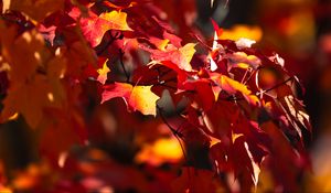 Preview wallpaper leaves, maple, autumn, blur, maple leaves