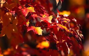 Preview wallpaper leaves, maple, autumn, blur, maple leaves