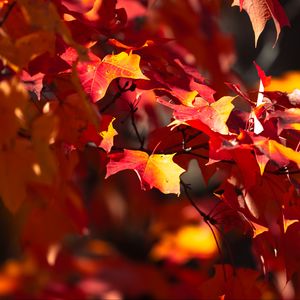 Preview wallpaper leaves, maple, autumn, blur, maple leaves