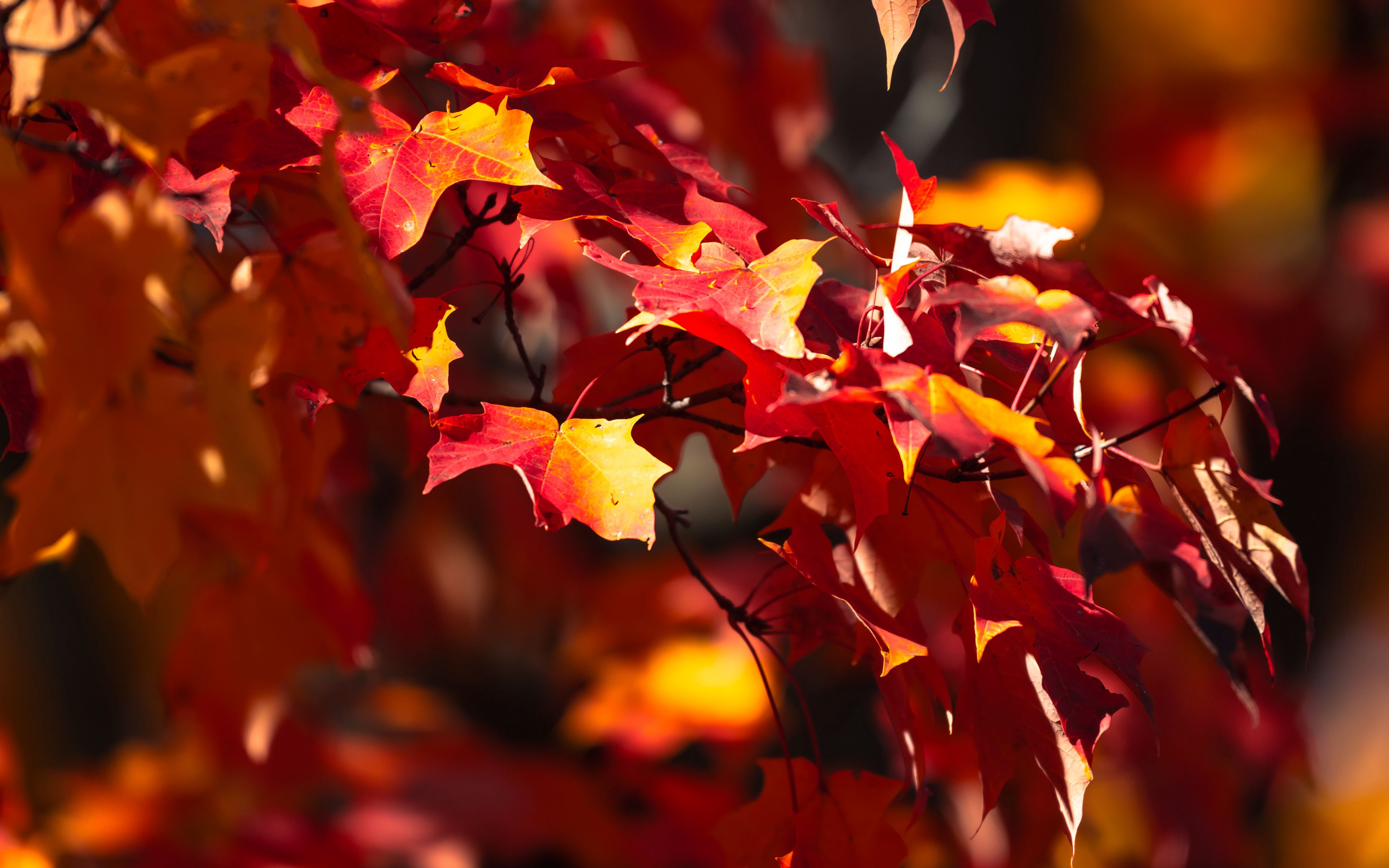 Download Wallpaper 3840x2400 Leaves Maple Autumn Blur Maple Leaves 4k Ultra Hd 1610 Hd