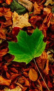 Preview wallpaper leaves, maple, autumn, fallen, contrast