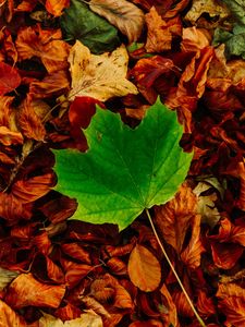 Preview wallpaper leaves, maple, autumn, fallen, contrast