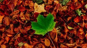Preview wallpaper leaves, maple, autumn, fallen, contrast