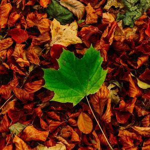 Preview wallpaper leaves, maple, autumn, fallen, contrast