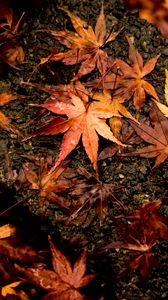 Preview wallpaper leaves, maple, autumn, wet, surface