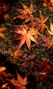 Preview wallpaper leaves, maple, autumn, wet, surface