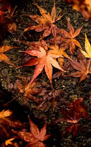 Preview wallpaper leaves, maple, autumn, wet, surface