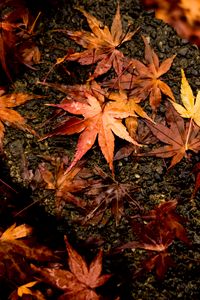 Preview wallpaper leaves, maple, autumn, wet, surface