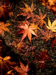 Preview wallpaper leaves, maple, autumn, wet, surface