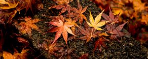 Preview wallpaper leaves, maple, autumn, wet, surface