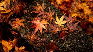 Preview wallpaper leaves, maple, autumn, wet, surface