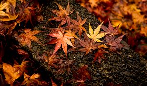 Preview wallpaper leaves, maple, autumn, wet, surface