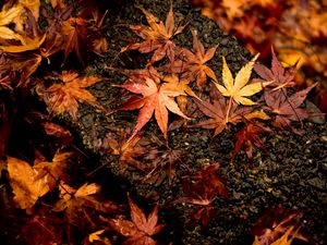 Preview wallpaper leaves, maple, autumn, wet, surface