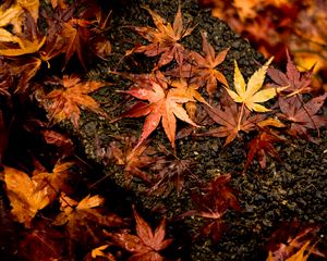 Preview wallpaper leaves, maple, autumn, wet, surface