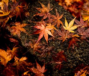 Preview wallpaper leaves, maple, autumn, wet, surface