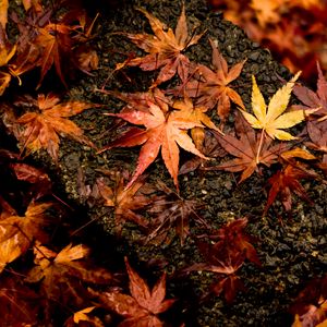 Preview wallpaper leaves, maple, autumn, wet, surface