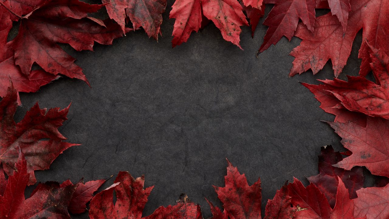 Wallpaper leaves, maple, autumn, macro, gray