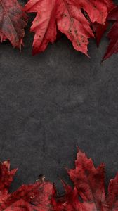 Preview wallpaper leaves, maple, autumn, macro, gray