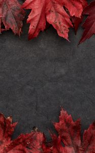 Preview wallpaper leaves, maple, autumn, macro, gray