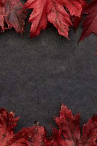 Preview wallpaper leaves, maple, autumn, macro, gray
