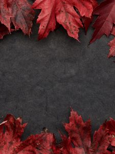 Preview wallpaper leaves, maple, autumn, macro, gray