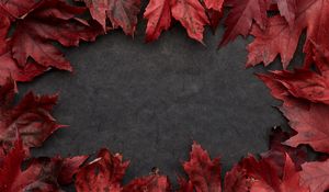Preview wallpaper leaves, maple, autumn, macro, gray
