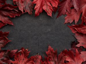 Preview wallpaper leaves, maple, autumn, macro, gray