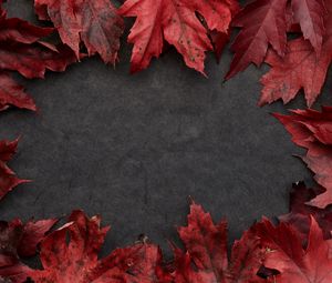 Preview wallpaper leaves, maple, autumn, macro, gray