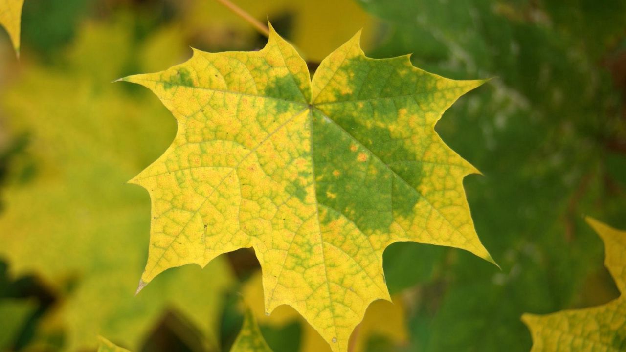 Wallpaper leaves, maple, autumn, fallen