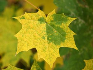 Preview wallpaper leaves, maple, autumn, fallen