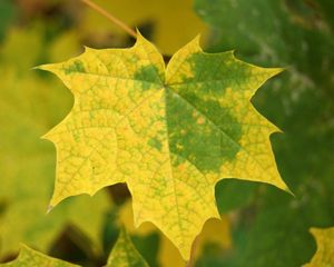 Preview wallpaper leaves, maple, autumn, fallen