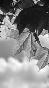 Preview wallpaper leaves, maple, black and white