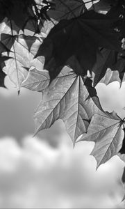 Preview wallpaper leaves, maple, black and white