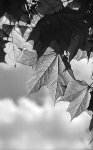 Preview wallpaper leaves, maple, black and white