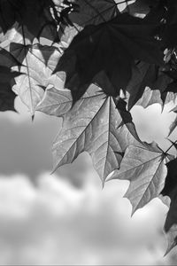 Preview wallpaper leaves, maple, black and white