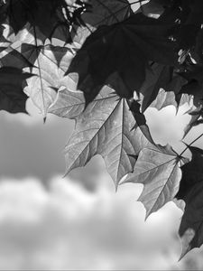 Preview wallpaper leaves, maple, black and white