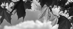 Preview wallpaper leaves, maple, black and white