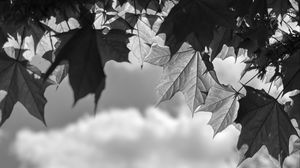 Preview wallpaper leaves, maple, black and white