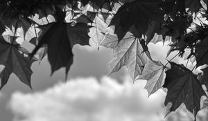 Preview wallpaper leaves, maple, black and white