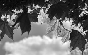 Preview wallpaper leaves, maple, black and white