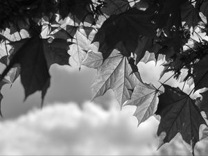 Preview wallpaper leaves, maple, black and white