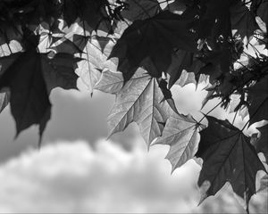 Preview wallpaper leaves, maple, black and white