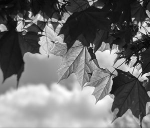 Preview wallpaper leaves, maple, black and white