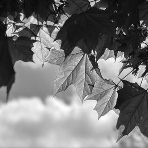 Preview wallpaper leaves, maple, black and white