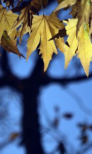 Preview wallpaper leaves, maple, blur, branches