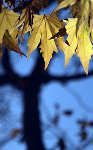Preview wallpaper leaves, maple, blur, branches