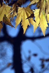 Preview wallpaper leaves, maple, blur, branches
