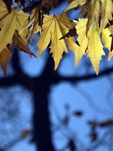 Preview wallpaper leaves, maple, blur, branches