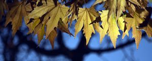 Preview wallpaper leaves, maple, blur, branches