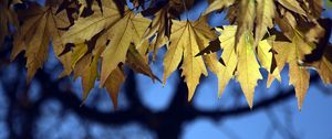 Preview wallpaper leaves, maple, blur, branches